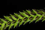 Twisted sedge